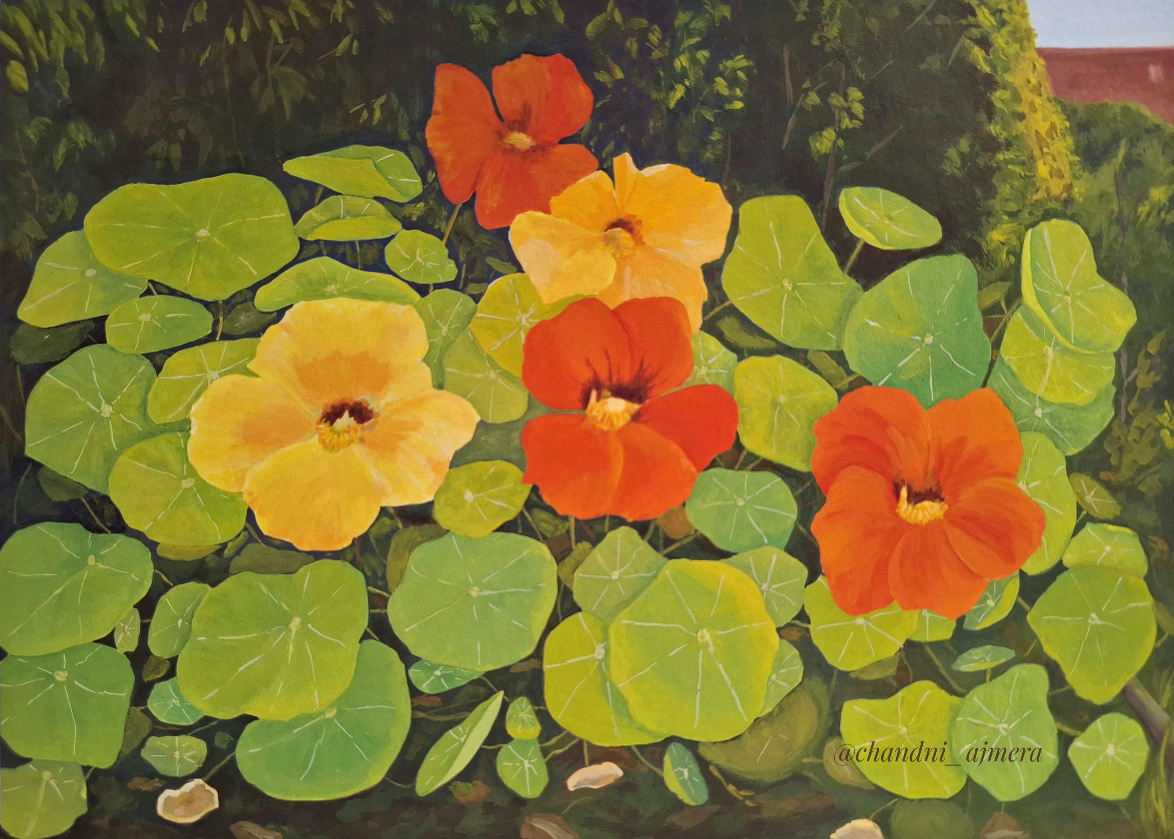 Nasturtiums in the garden 