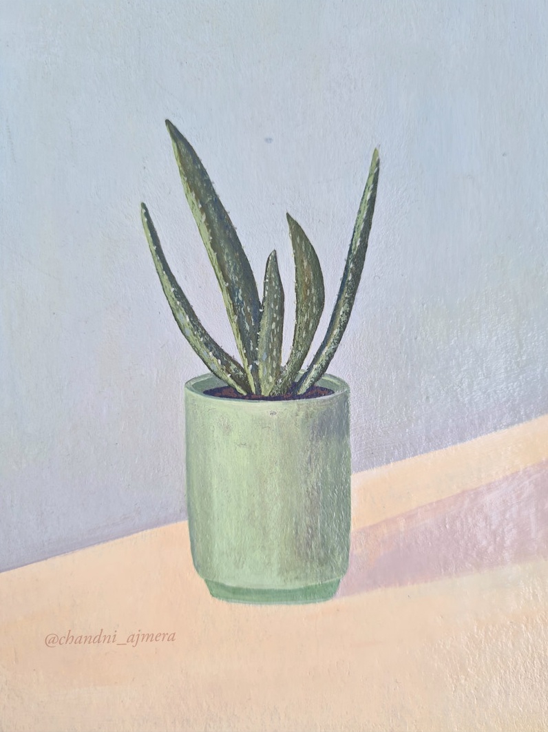 Aloe vera 