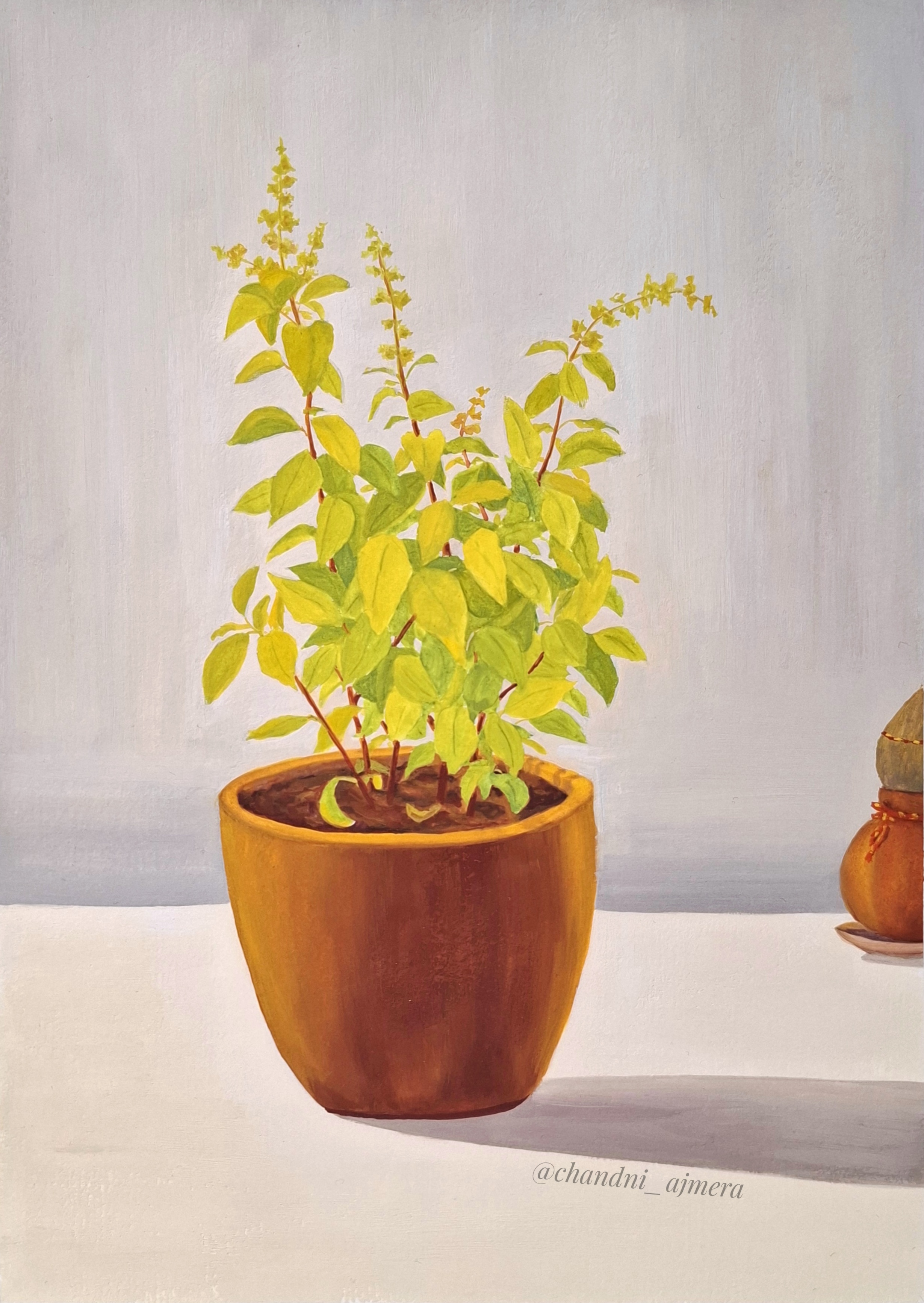 Tulsi plant in a pot 